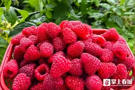 总产值600多万元！呈贡树莓产业蓬勃发展图片