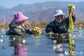 生态之“花”绽放洱海之源图片