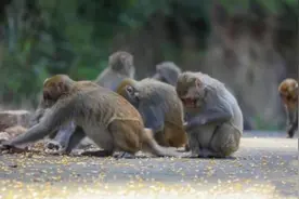 香港现首例人猴疱疹病毒感染，外出游玩远离野生动物图片