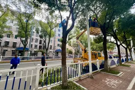 家门口行道树过高影响采光？职能部门：剪！图片
