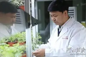 聚焦河北省科学技术突出贡献奖 | “枣癌克星”刘孟军：一斤枣钱治好世界难题枣疯病图片
