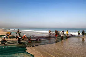 （外代一线）加沙：海边捕鱼图片