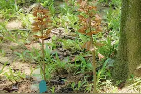 可遇不可求！珍稀植物无叶美冠兰惊现深圳南山一公园视频封面