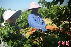 云南保山：“咖啡第一村”奏响咖旅融合新乐章图片