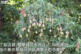 30秒丨大街上的芒果熟了！四川攀枝花盐边县，城区路边结满芒果图片