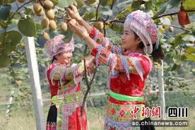 泸州叙永：猕猴桃熟满枝头 果农丰收采摘忙图片