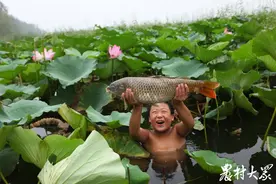 鲁味摘|微山湖四鼻鲤鱼：敬老爱老孝为先，“锦鲤”送福年有余图片