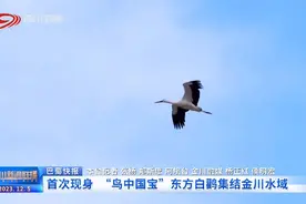 四川新闻联播丨首次现身 “鸟中国宝”东方白鹳集结金川水域图片
