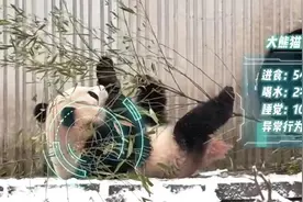 大熊猫有了“AI奶爸”  生成式人工智能应用场景不断解锁图片