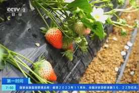 增收致富享“莓”好！山东济南千亩草莓上市，供应节日市场图片