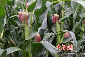 公主岭：鲜食玉米产业活力迸发图片