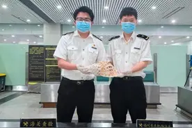 国家二级保护野生动物，出国旅行这种“大贝壳”不能带图片