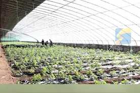 滨州无棣：积极应对大风降温天气 加固棚室注意取暖防寒图片