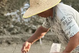 海南三亚：“太空种子”在南繁开始育种图片