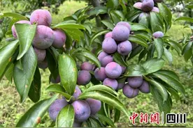 汶川：红脆李喜获丰收 果农采摘忙图片