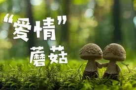 我有一根“蘑”法棒图片
