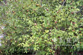 绿了山头 美上心头——来凤县油茶产业重振背后的秘诀图片