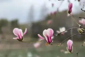 长宁这里的紫玉兰成片绽放，美翻了！图片