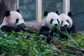 这届年轻人，为啥爱上动物园？|睡前聊一会儿图片