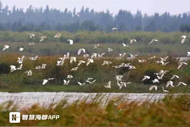 好消息！全球新增31个湿地城市，福州上榜！图片