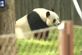 旅美大熊猫“告别派对”举行，“熊猫迷”驱车十小时前来告别图片