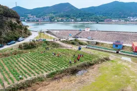 小土豆变成“小金豆”，舟山六横海岛土豆迎丰收图片