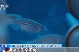 中国空间站将首次养鱼！太空中，怎么给小鱼喂食？图片