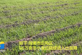【小麦管理进行时】   菏泽定陶：66万亩冬小麦陆续出苗 专家支招镇压增肥除病害图片