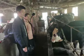 韶关乐昌秀水：科技特派员化身“牛保姆”图片