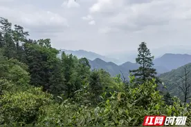 乡村追梦人丨肖瑶：一捧老树茶，谱写致富经图片