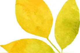 砀山梨之变图片