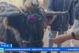 英国拥抱奶牛火了！收费450元，门票提前几个月售罄图片