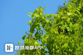 春色正中分，榕城暖意浓图片