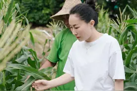 从美术老师到“新农人” 她扎根凤凰山 装扮深圳都市田园图片