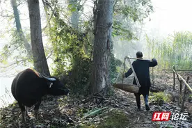 我的村庄：“蔗”里的冬天，有点甜图片