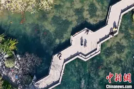 山东济南：第二十二届五龙潭樱花节启幕图片