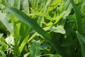 山西人的碗里，藏着多少草草花花叶叶根根？图片