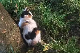 成都一流浪猫遭箭射穿身体，多人曾目睹有人射杀小动物，警方介入调查图片