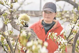 大棚梨花开 果农授粉忙图片
