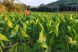 “泥巴果”变“致富果”！韶关曲江区白土镇300余亩茨菇获丰收图片