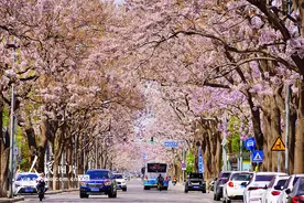 北京：“泡桐大道”景如画图片