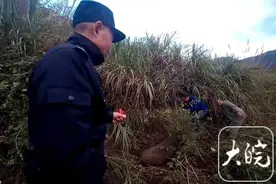 野猪进村横冲直撞！黄山狩猎队员将其击毙图片