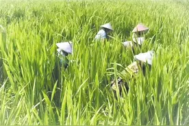 盘活闲置土地促增收图片
