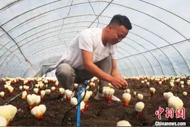 （乡村行·看振兴）东北灵芝小镇“仙草”吸金：原粉变金粉图片