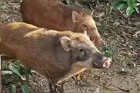 多地野猪频现！专家称“不可食用野猪”的规定稍显落后图片
