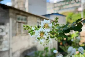 鹤峰：银薇花开白如雪图片
