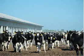 认养一头牛第十座奶牛牧场正式投运图片