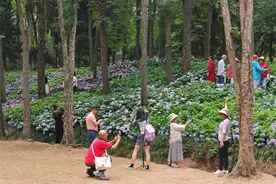 夏日烂漫之绣球花海  引游客纷纷打卡图片