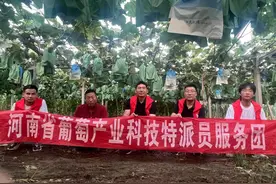 专家团果园答疑解惑支招太康葡萄产业高质量发展：“‘阳光玫瑰’仍是当家品种，种出精品才是出路！”图片
