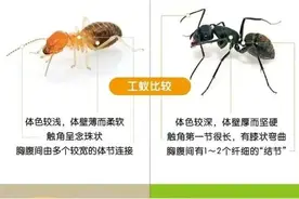 它们飞起来了！如何防治看过来图片